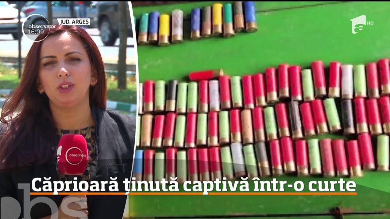 Un argeşean, cercetat penal pentru braconaj, avea &icirc;n curte o căprioară pe care o ţinea pe post de animal de companie