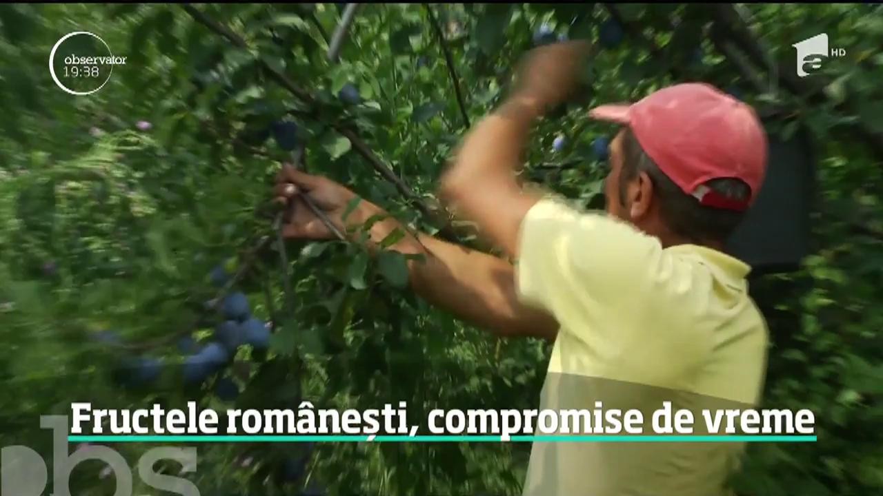 Vremea extremă pune &icirc;n pericol şi fructele rom&acirc;neşti! Livezi &icirc;ntregi sunt aproape goale