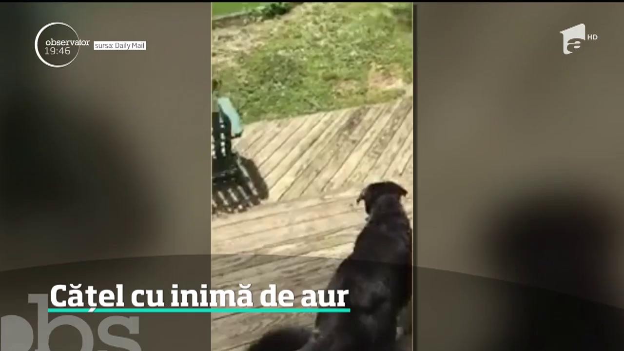 Un c&acirc;ine a impresionat &icirc;ntreaga lume după ce a ajutat o vrăbiuţă să evadeze