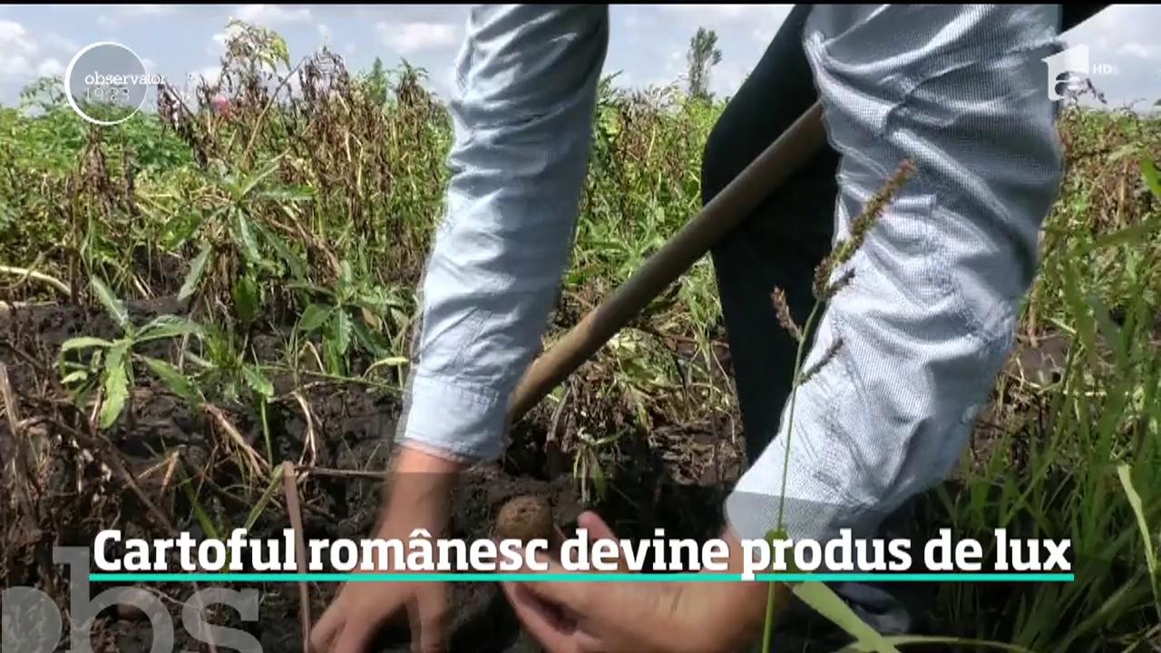 Rom&acirc;nia nu va avea nici anul acesta suficienţi cartofi pentru consumul intern