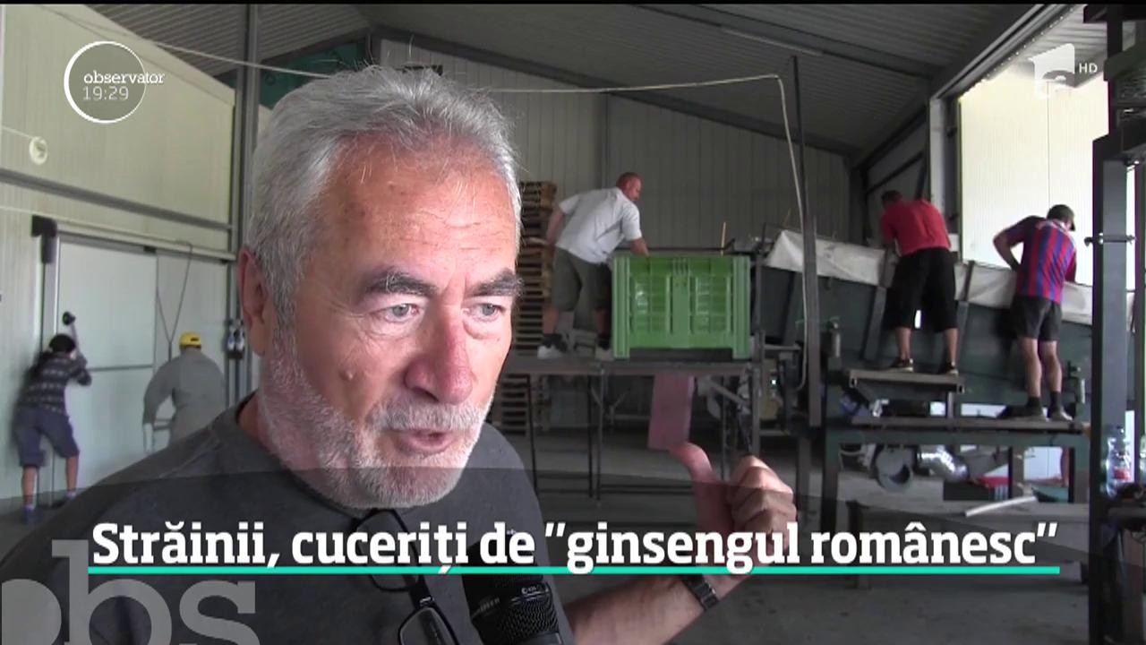 Fructele acre au gustul dulce al profitului. CultivatoriI de cătină se laudă cu producţii record