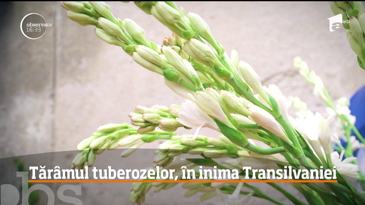 Tăr&acirc;mul tuberozelor, unele dintre cele mai frumoase şi parfumate, &icirc;n inima Transilvaniei