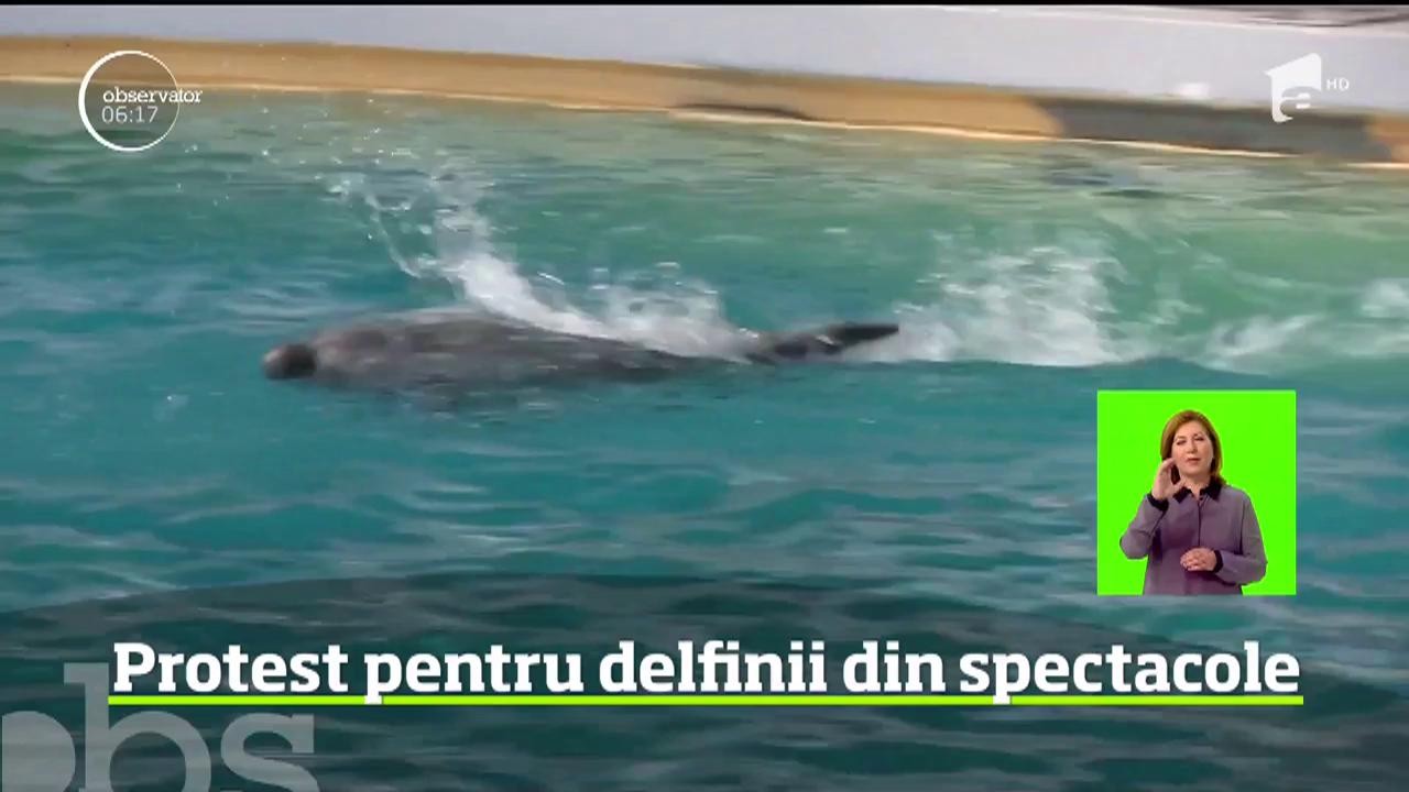 Protest &icirc;n faţa Delfinariului din Constanţa. Activiştii sunt nemulţumiţi de condiţiile &icirc;n care stau mamifere