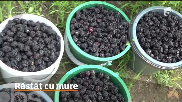 Producţie bogată de mure &icirc;n judeţul Hunedoara. Ce conțin aceste fructe dulci-acrișoare