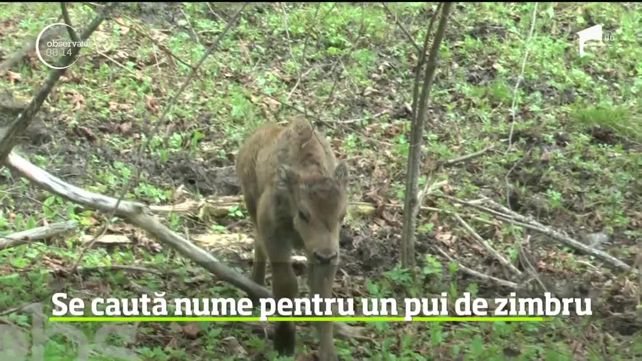 Un pui de zimbru din Neamţ va avea parte de un botez inedit! Reprezentaţii rezervaţiei &icirc;i caută nume pe internet
