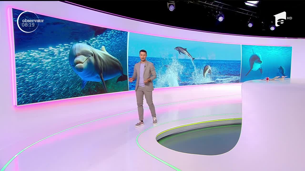 Delfinii au fost sărbătoriţi la Constanţa de ziua lor
