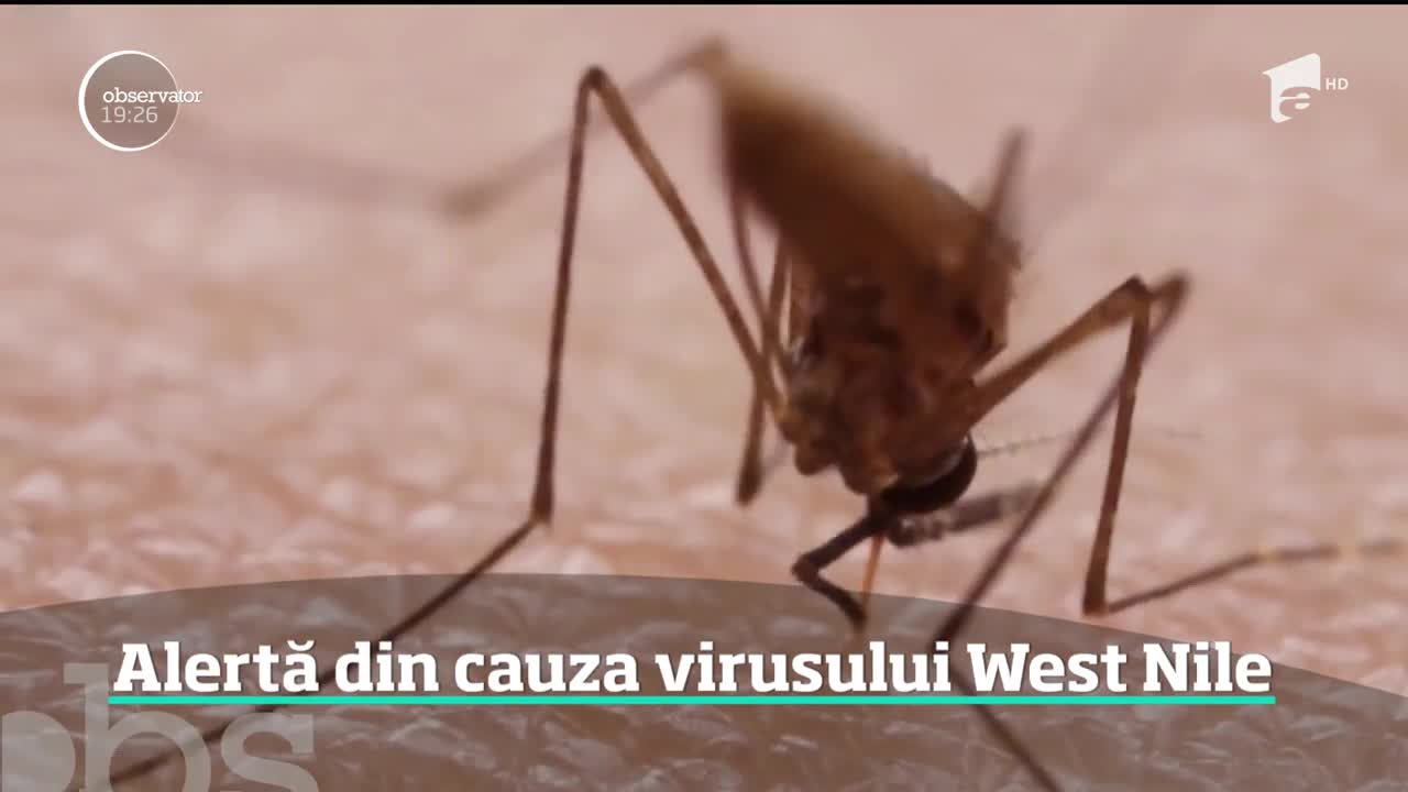 Femeie din Galaţi diagnosticată cu virusul West Nile, după o vacanţă &icirc;n Delta Dunării