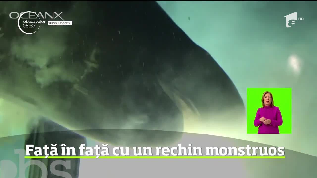 Un rechin gigant a fost filmat &icirc;n apele insulelor Bahamas