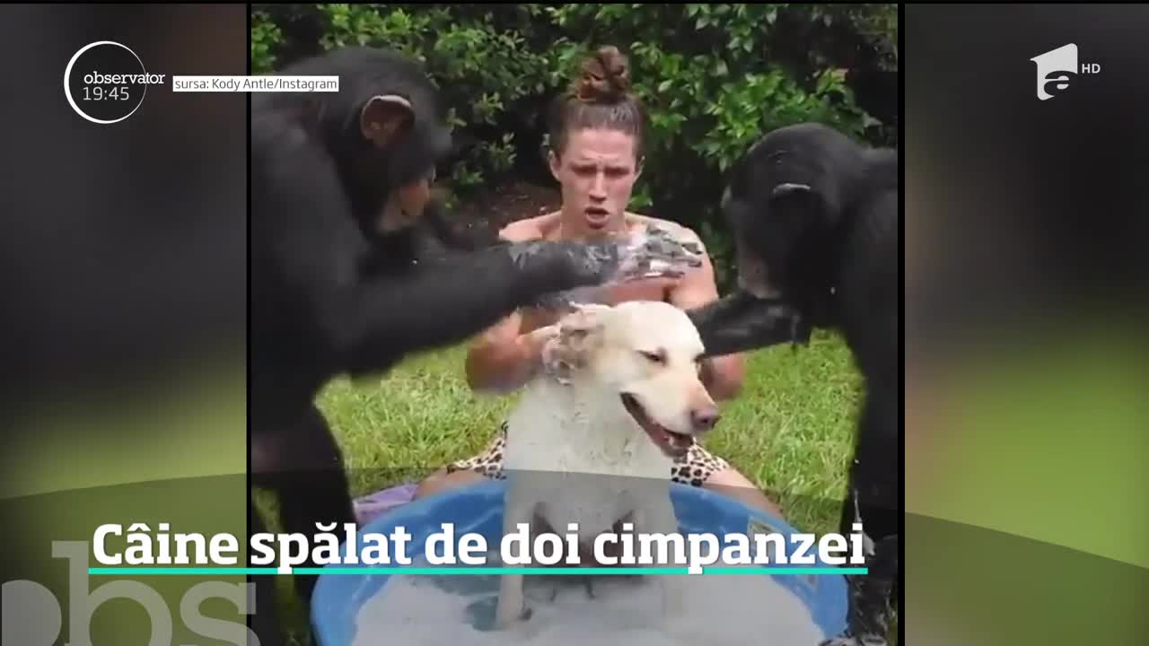 C&acirc;ine spălat de doi cimpanzei