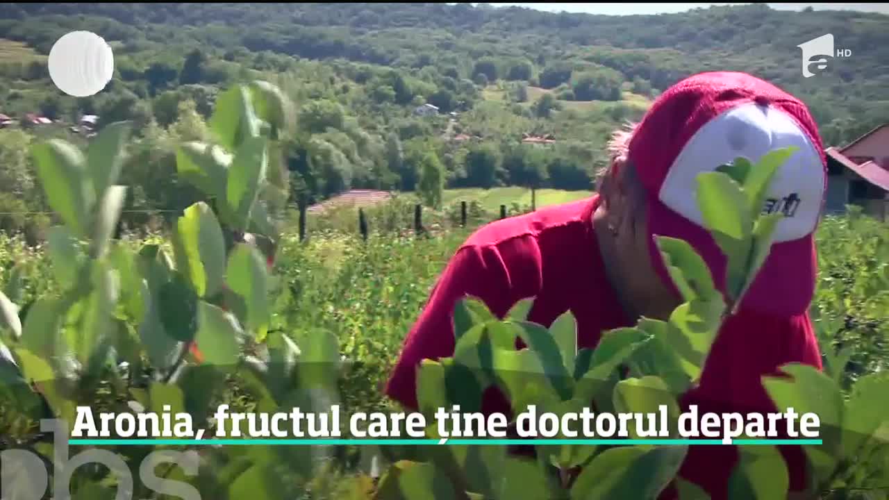 Aronia, fructul care ține doctorul departe