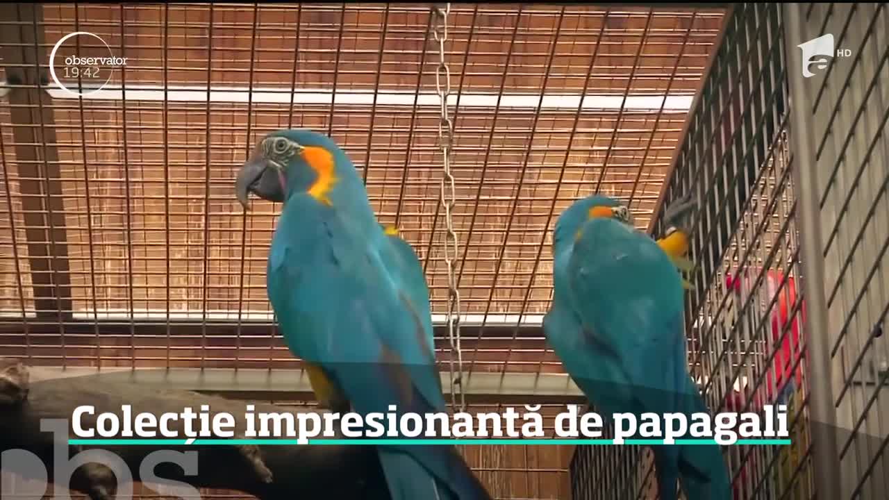 Din dragoste pentru papagali, l-a părăsit soția. C&acirc;te exemplare are şi care sunt cele mai ciudate