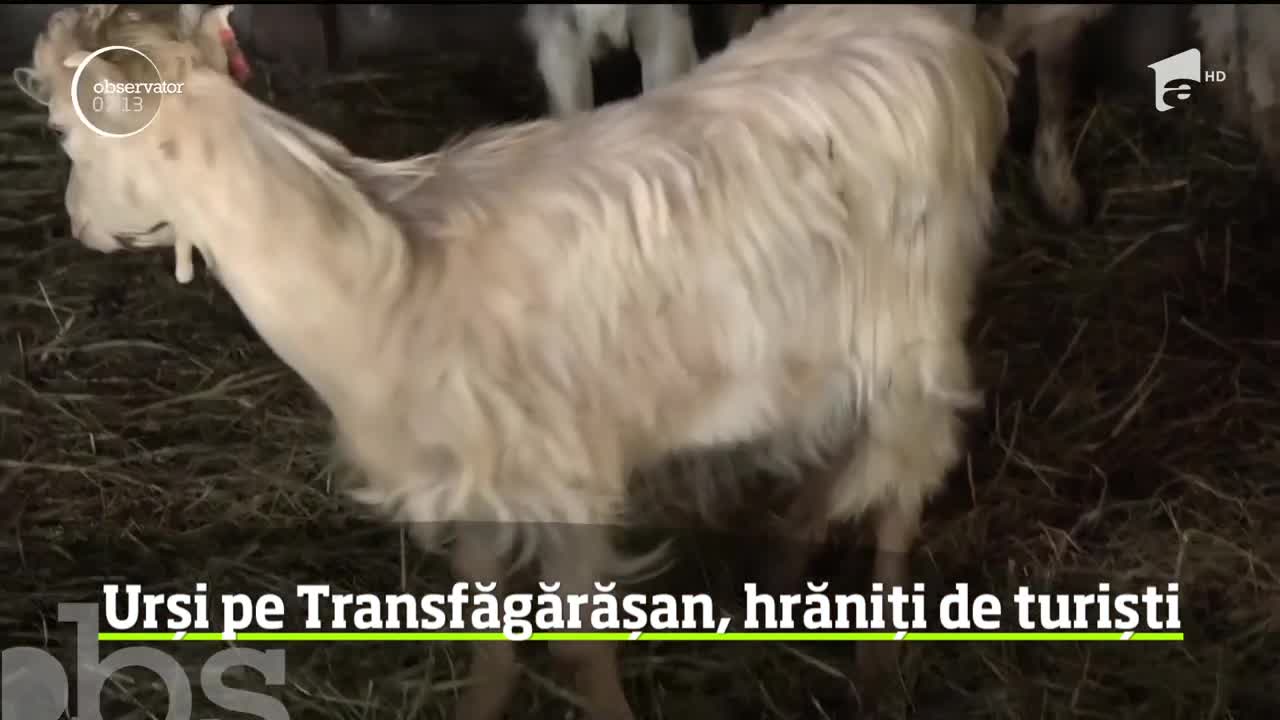 Ferme de oi, atacate de urși &icirc;n Harghita