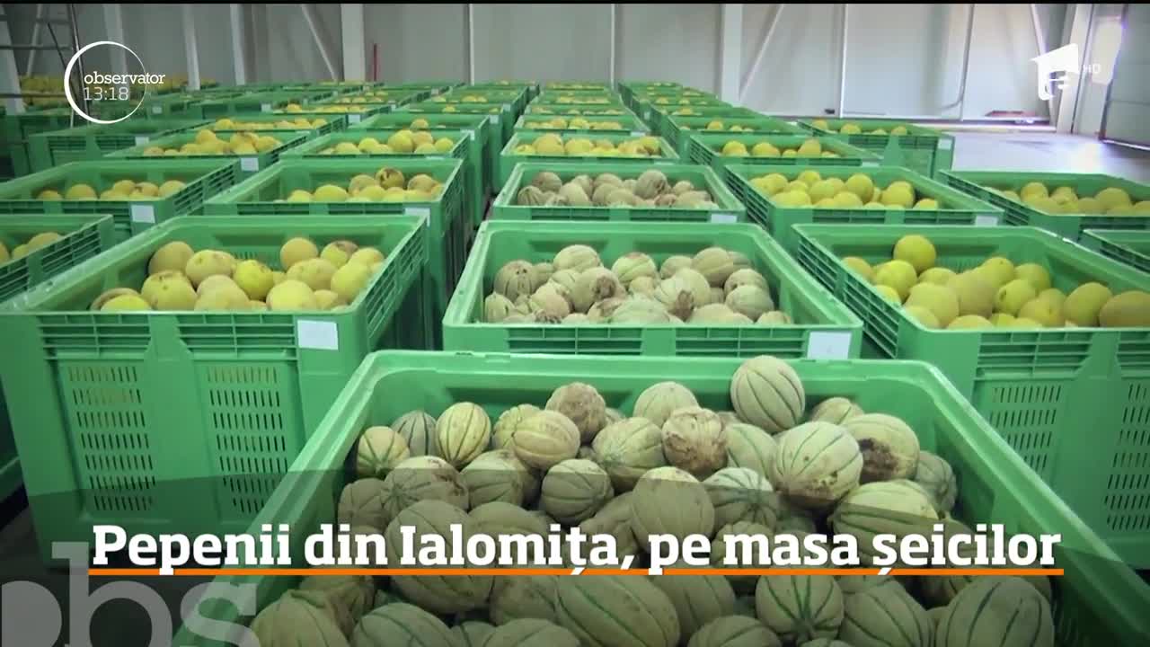Pepenii cultivaţi &icirc;n Ialomiţa, pe mesele şeicilor din Emiratele Arabe