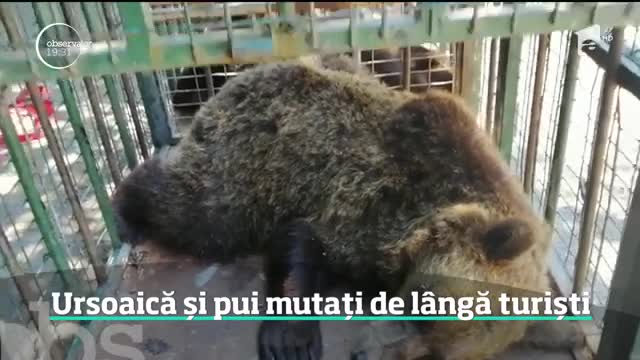 O ursoaică şi cei trei pui ai ei, care mişunau &icirc;n zona lacului Sf&acirc;nta Ana, au ajuns &icirc;n capitivitate