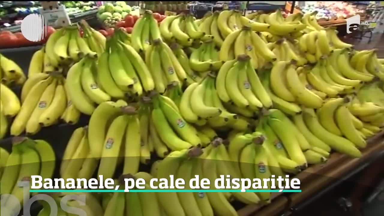 O ciupercă periculoasă afectează culturile de banane din &icirc;ntreaga lume