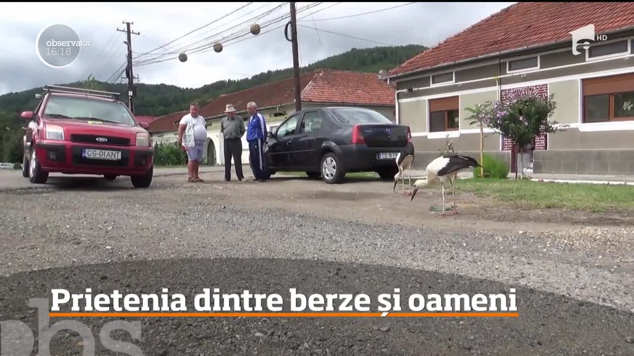 Mai mulţi pui de barză s-au &icirc;mprietenit cu localnicii dintr-o localitate din judeţul Caraş-Severin