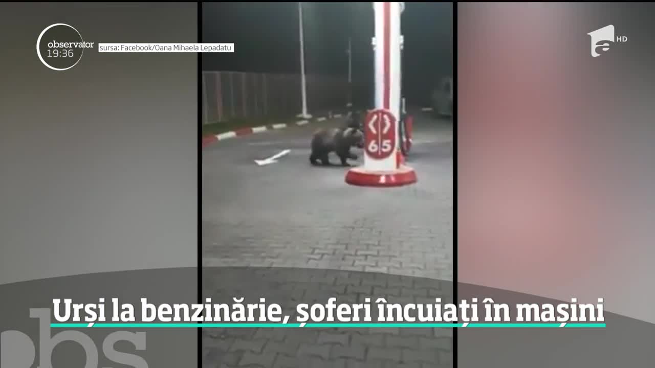 Doi urşi au băgat spaima printre şoferi &icirc;ntr-o benzinărie din Azuga