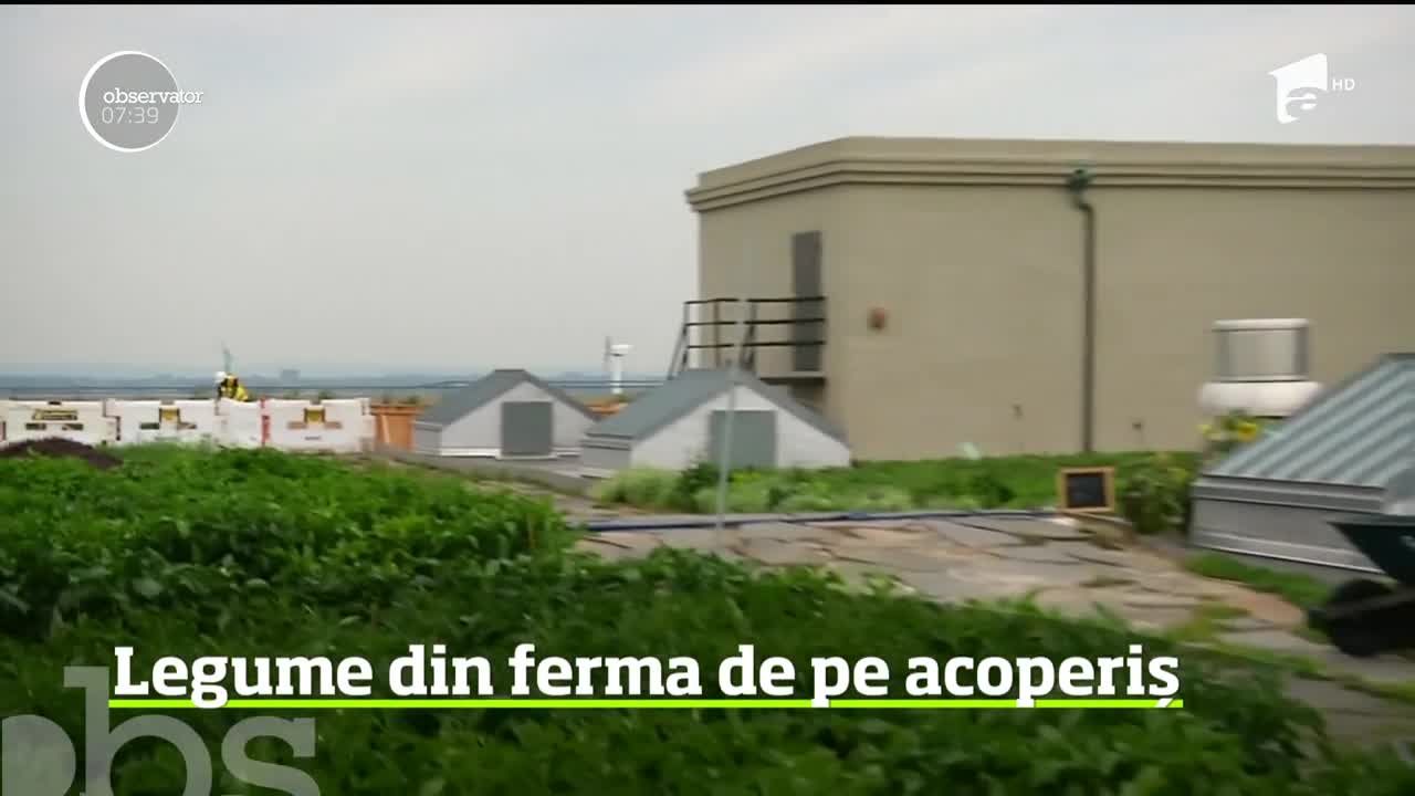 Grădină ecologică &icirc;n centrul New Yorkului, pe o clădire cu opt etaje