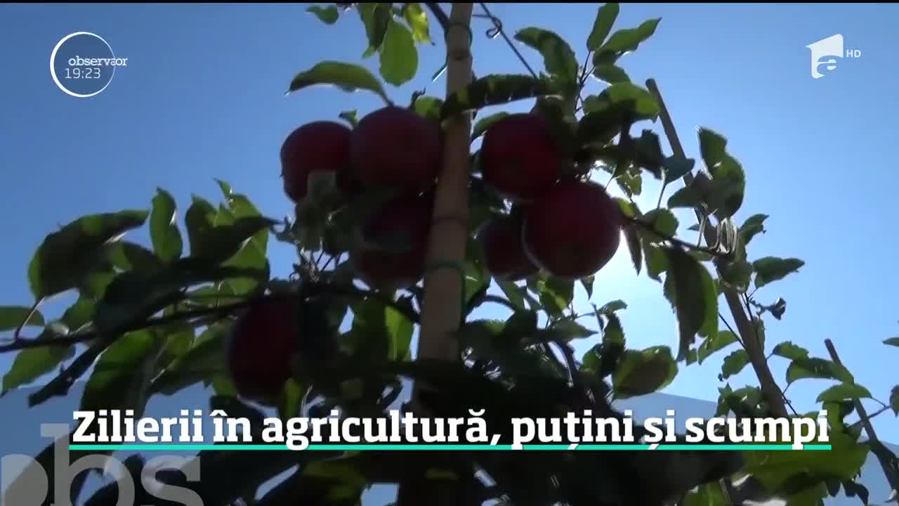 Zilierii &icirc;n agricultură, puțini și scumpi