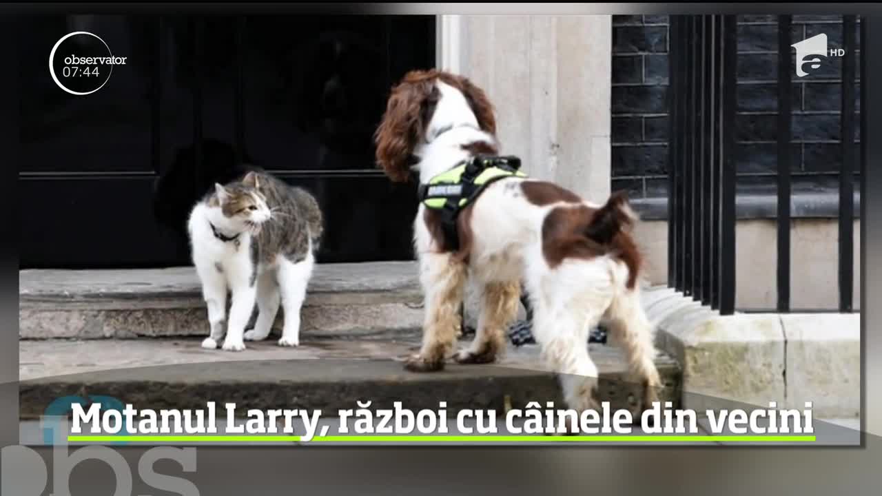 Scandal &icirc;n centrul Londrei. Motanul Larry, de la reşedinţa premierului britanic, este &icirc;n război cu c&acirc;inele ministrului de Interne