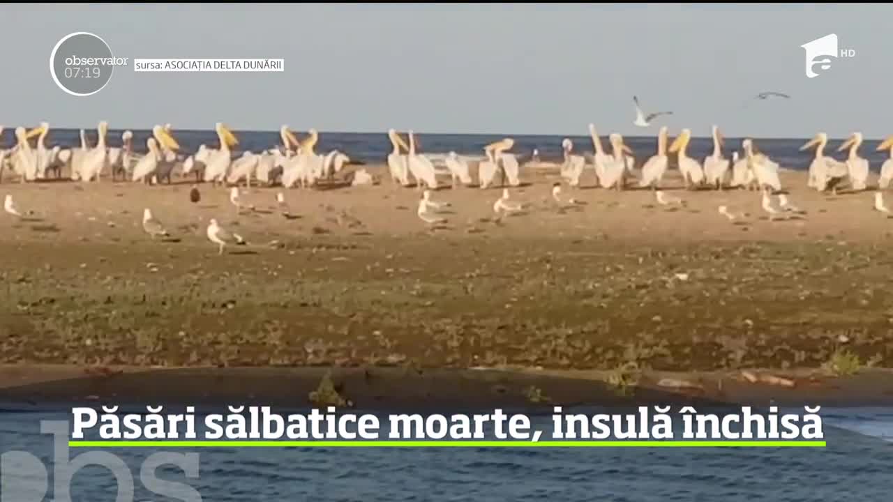 Alertă &icirc;n Tulcea! Mai multe păsări au murit pe o insula, iar accesul turiştilor aici a fost restricţionat