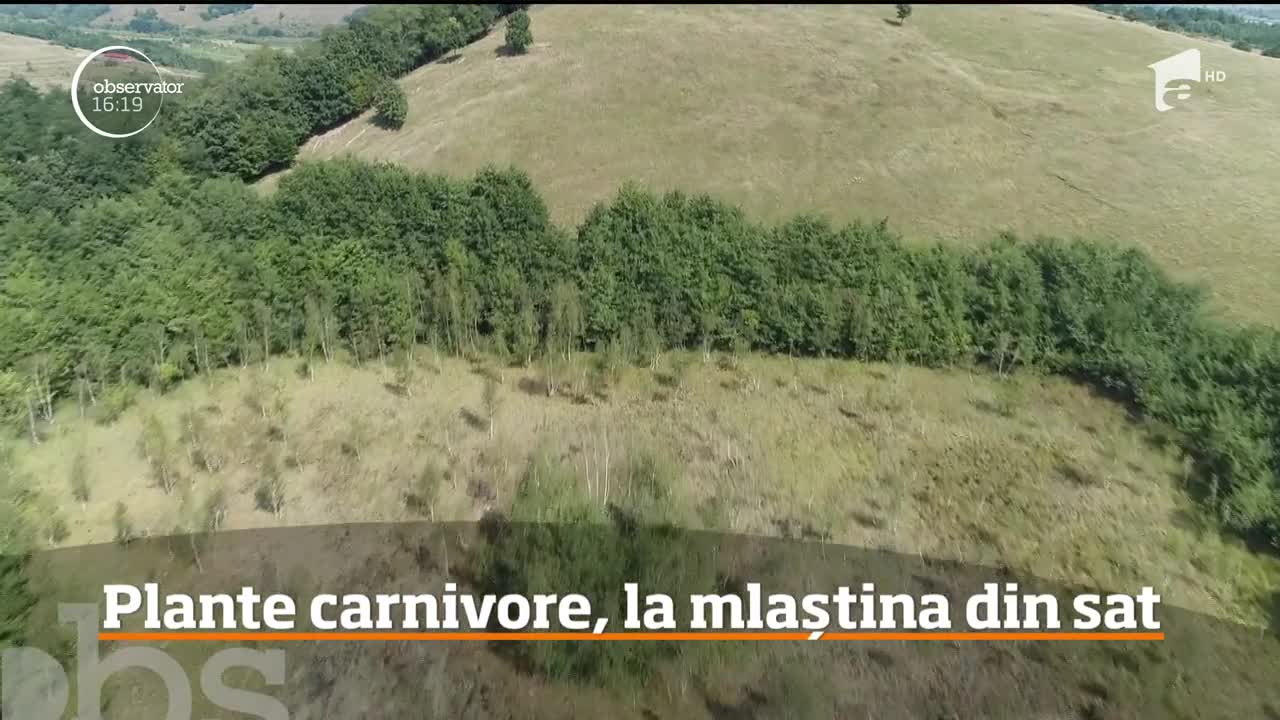 Mlaștina din satul Peșteana are o planta o plantă carnivoră, unică &icirc;n ţară, din epoca de gheață