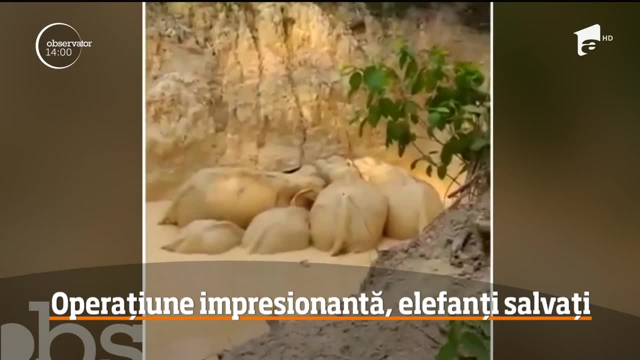 Cinci elefanţi din Malaezia au fost salvaţi după ce au alunecat &icirc;ntr-o groapă plină de noroi, din care nu mai aveau cum să iasă