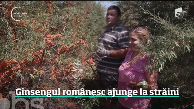 Cătina sau ginsengul rom&acirc;nesc ajunge la străini