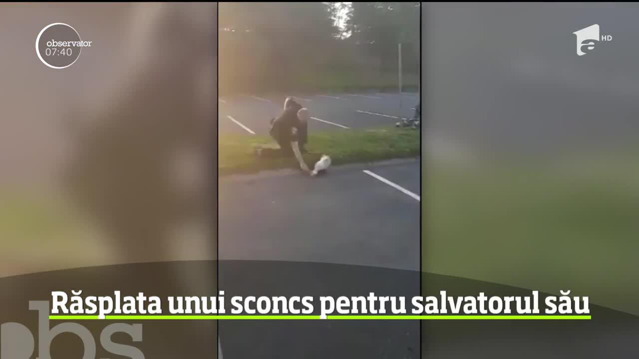 Răsplata unui sconcs pentru salvatorul său