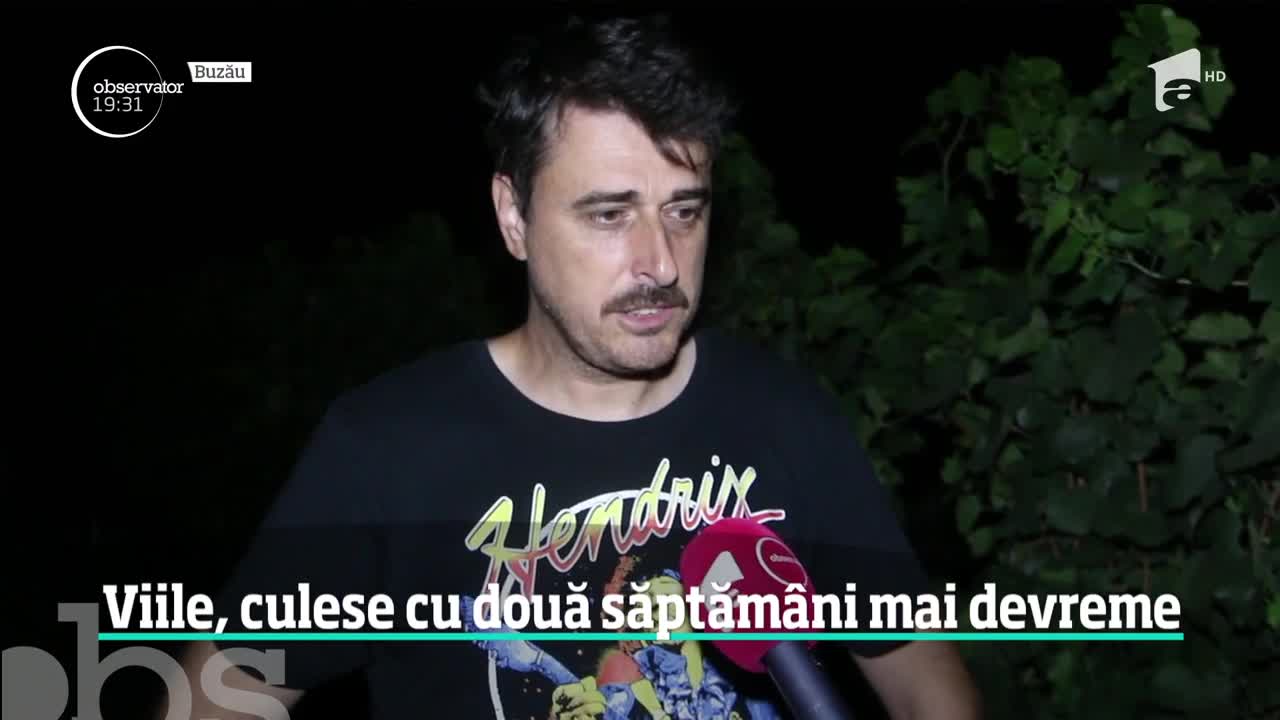 Miroase deja a toamnă! Viile se culeg mai devreme ca &icirc;n alţi ani