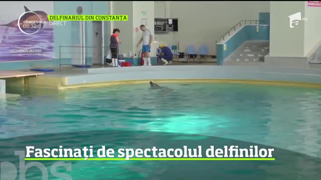 Dacă sunteţi &icirc;n concediu la malul mării şi nu mai vreţi să staţi la plajă, simpaticii delfini de la Delfinariul din Constanţa vă aşteaptă să-i vizitaţi