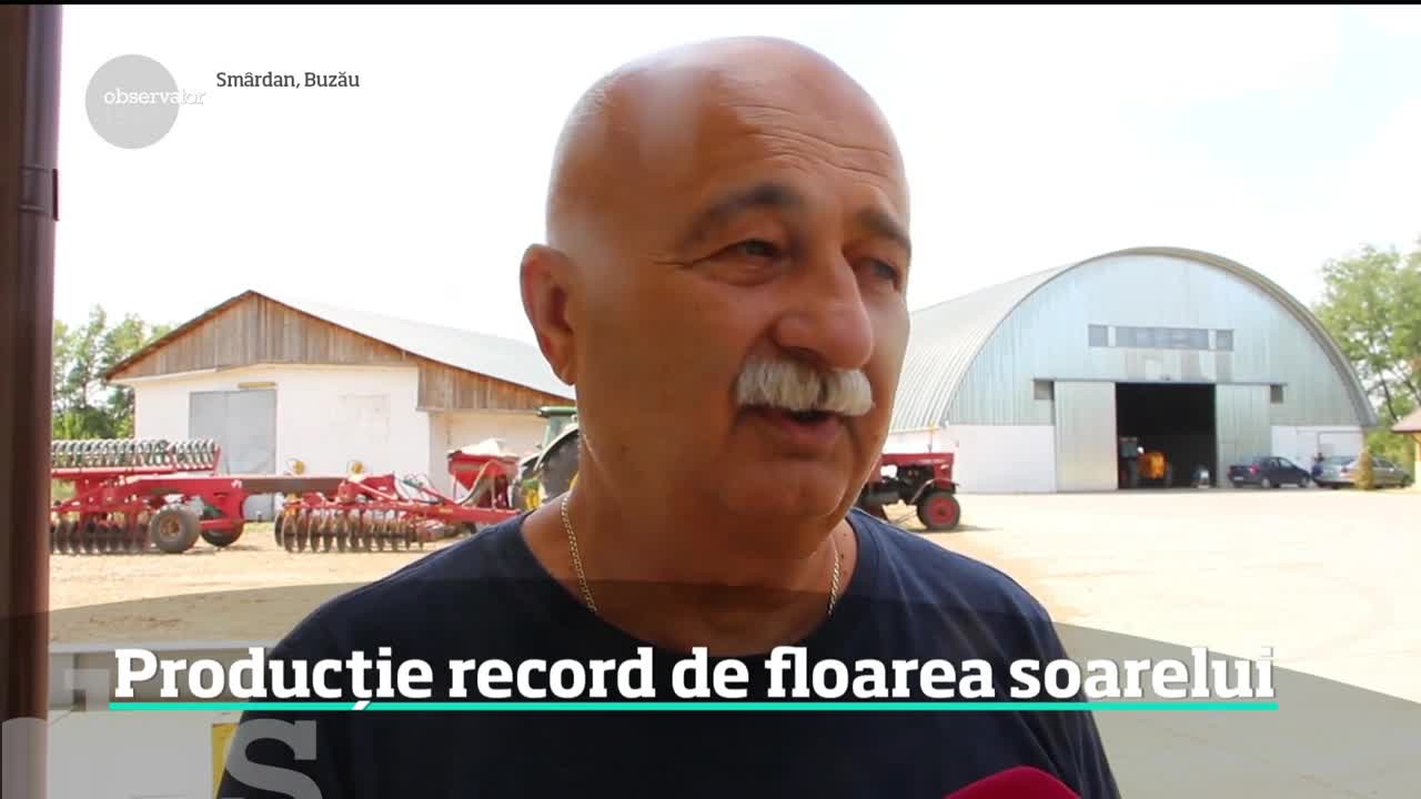 Producție record de floarea soarelui