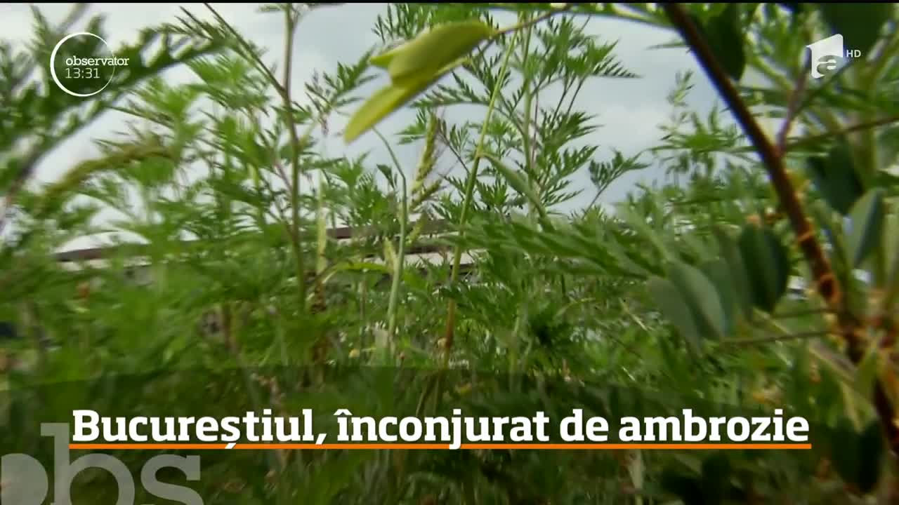 Bucureştiul, &icirc;nconjurat de ambrozie