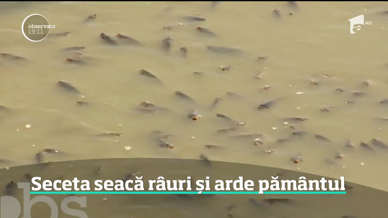 Tone de peşti se sufocă din cauza secetei care a secat mai multe r&acirc;uri