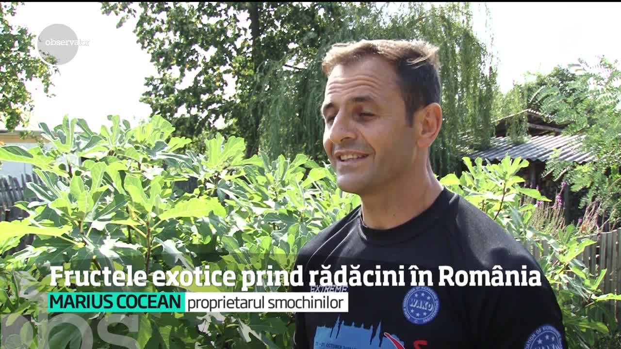 Verile din ce &icirc;n ce mai lungi fac ca arborii cu fructe exotice să prindă rod &icirc;n gospodăriile din ţara noastră