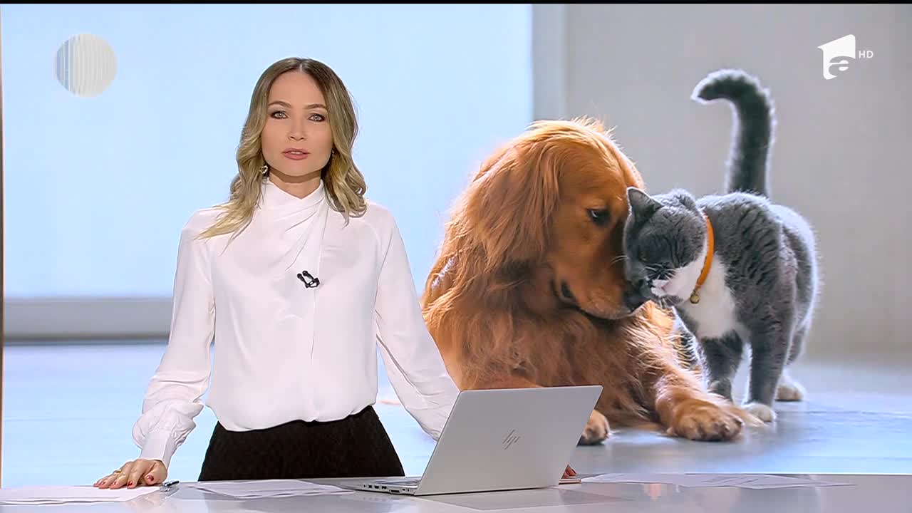 Aveţi acasă un c&acirc;ine, o pisică, un papagal sau un iepure? Aţi putea fi amendaţi cu sute de lei, dacă nu &icirc;l declaraţi