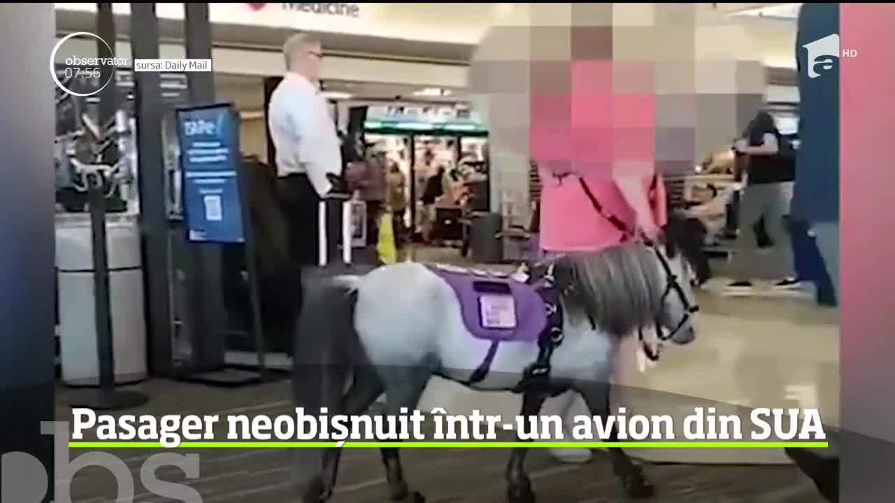 Pasager neobişnuit &icirc;ntr-o cursă aeriană din Statele Unite: un ponei a zburat &icirc;n cabină