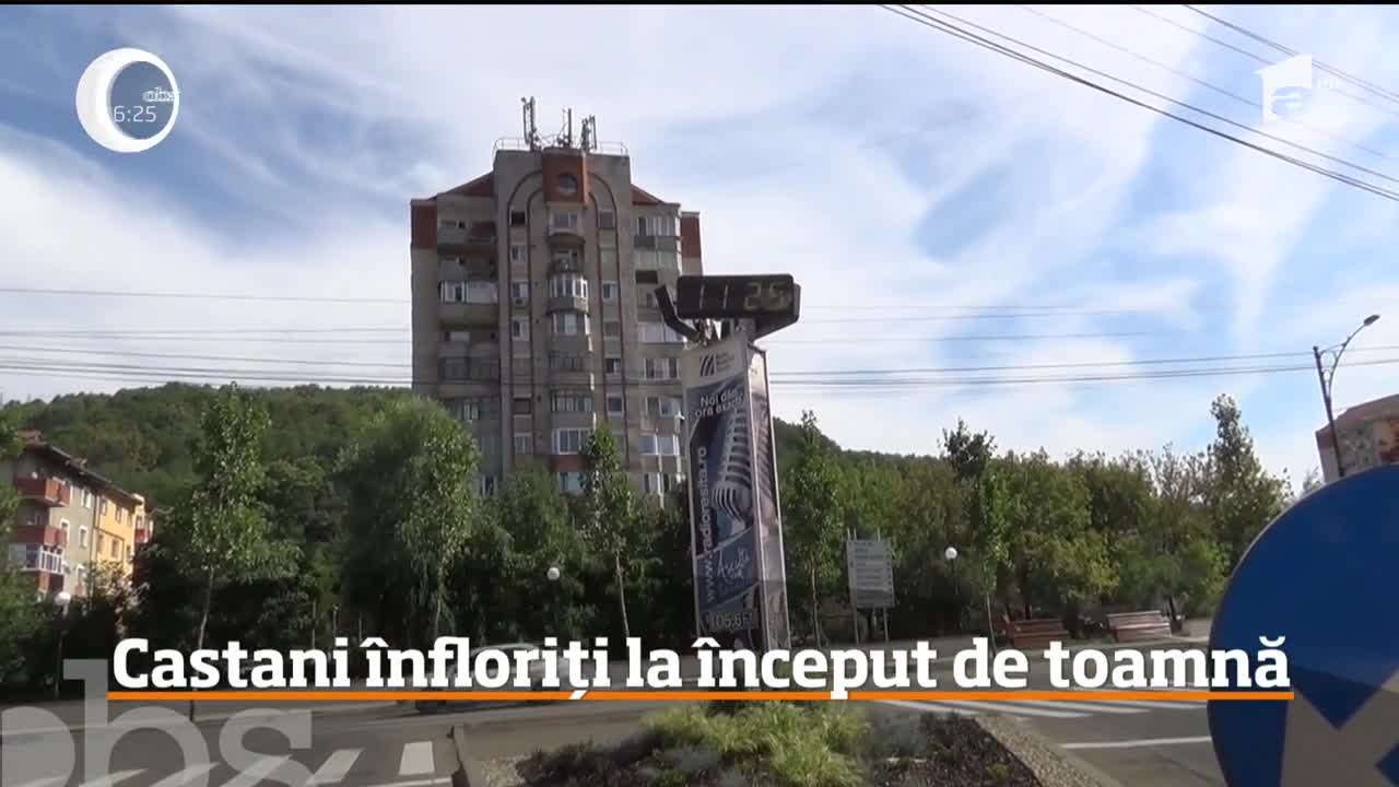 Castanii din Banatul Montan au &icirc;nflorit, la &icirc;nceput de toamnă