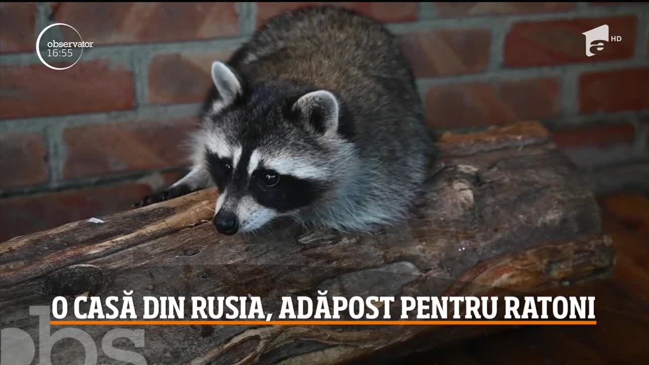 O casă din Rusia, adăpost pentru ratoni