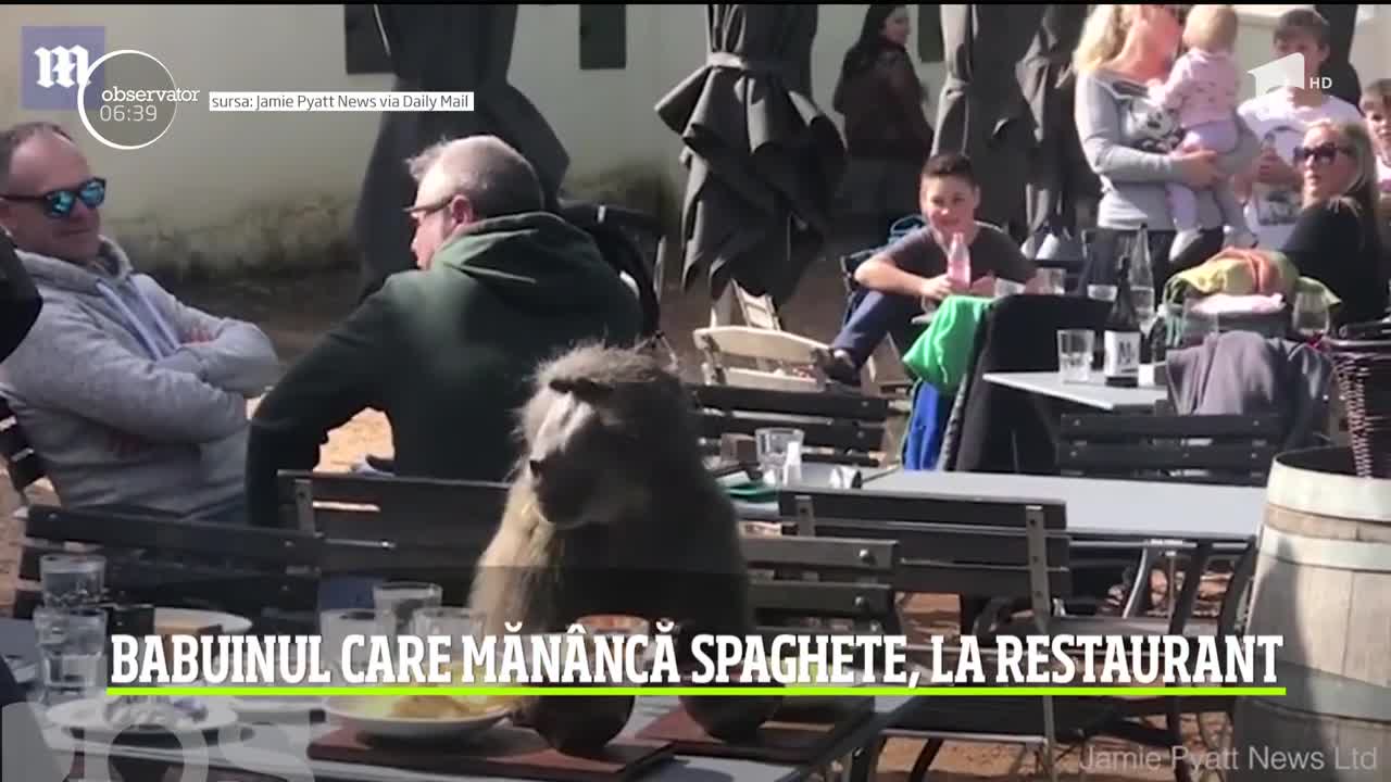 Babuinul care măn&acirc;ncă spaghete, la un restaurant din Africa de Sud
