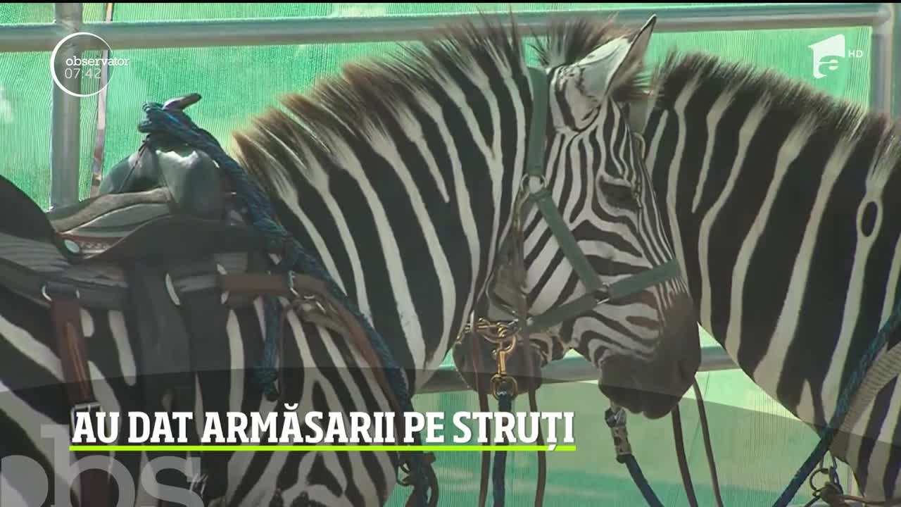 Cursele de struți, spectacol ieșit din comun pentru locuitorii din Nevada