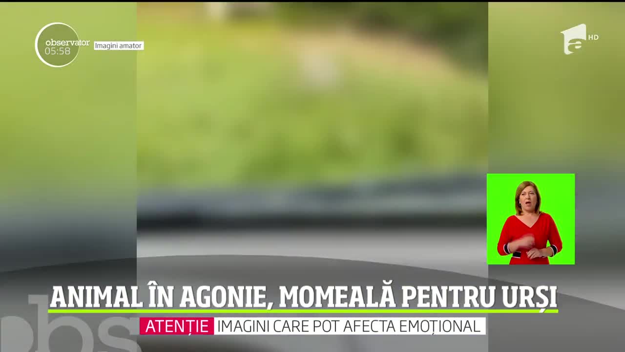 Imagini tulburătoare! Un cal &icirc;n agonie a fost t&acirc;r&acirc;t şi legat de un copac, la marginea unei păduri, ca momeală pentru urşi