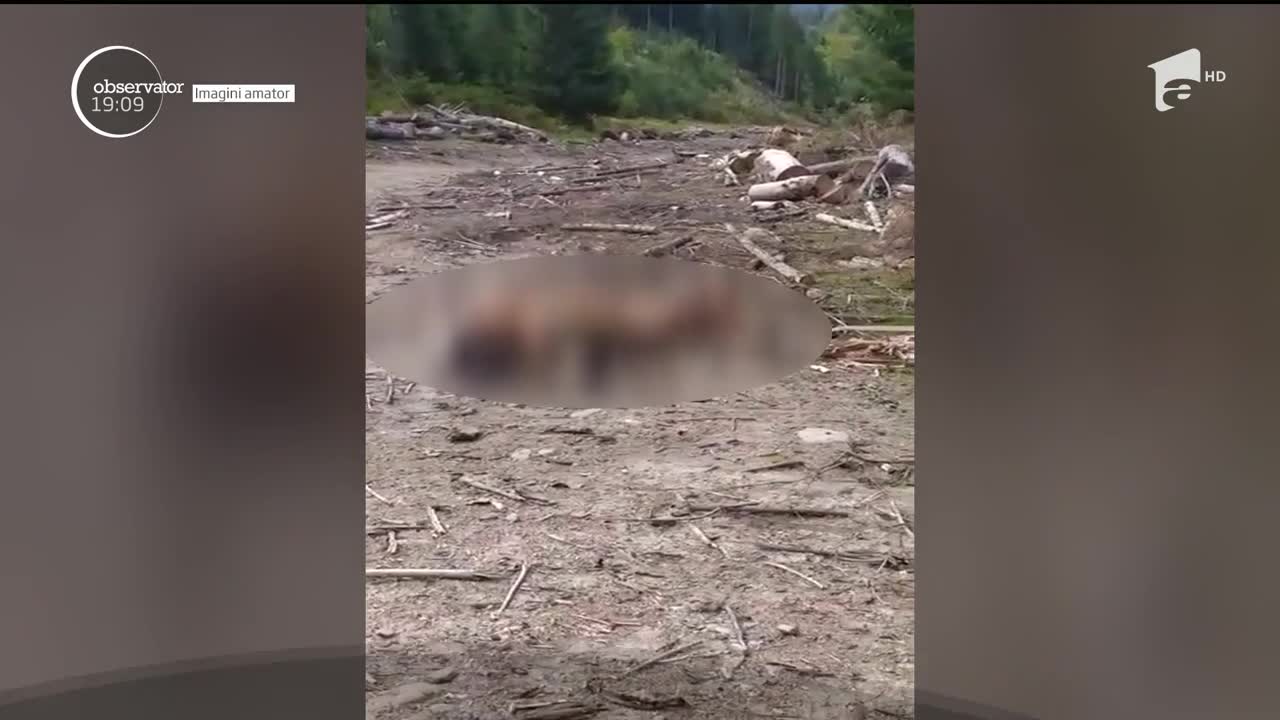 Patru bărbaţi sunt cercetaţi după ce cruzimea lor a &icirc;ngrozit o ţară: au legat un cal viu de un tractor şi l-au aruncat &icirc;n pădure ca momeală pentru urşi