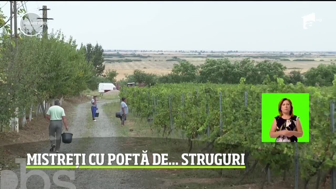 &Icirc;n Arad, viticultorii se pl&acirc;ng că mistreţii le calcă podgoriile noapte de noapte şi aproape le-au &icirc;njumătăţit recoltele