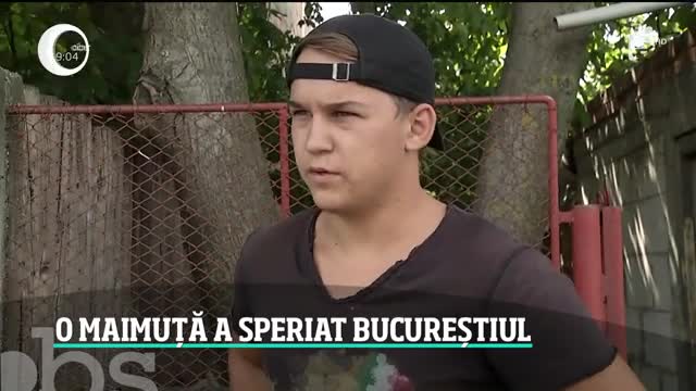 Maimuţa rătăcită pe străzile din Bucureşti a fost capturată