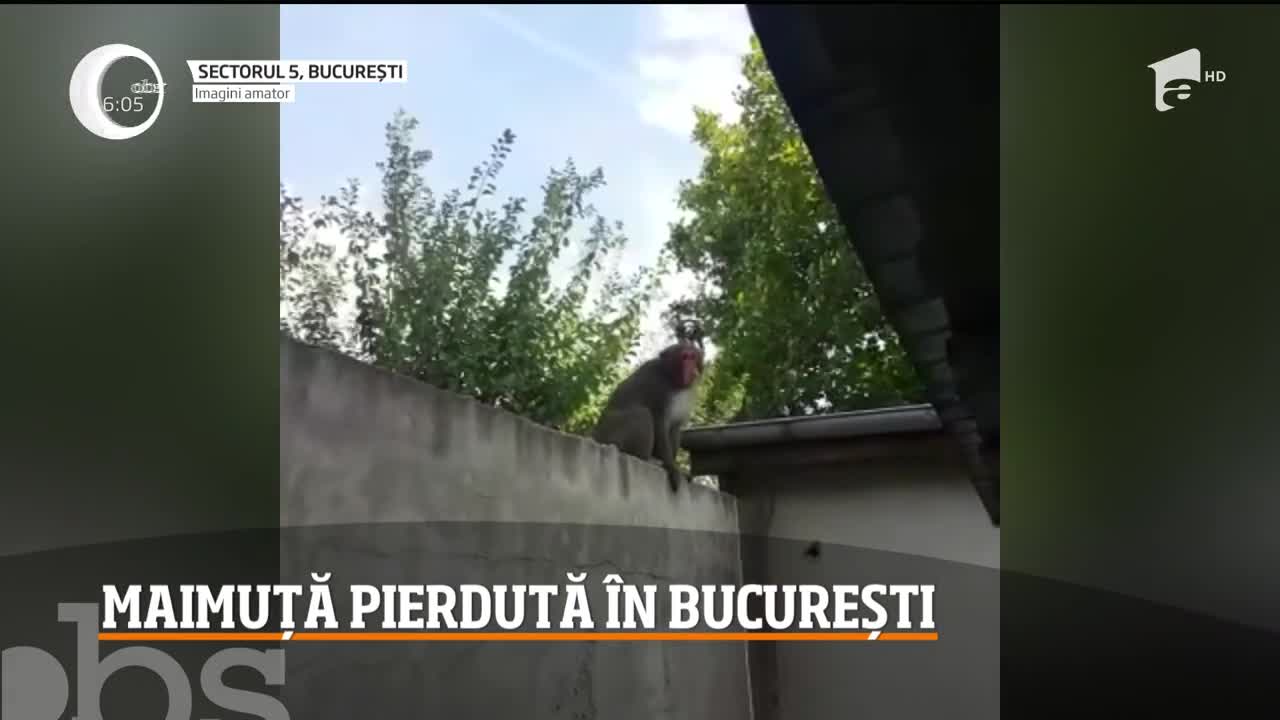Un babuin evadat din curtea unei case a provocat panică &icirc;ntr-un cartier al Sectorului 5 al Capitalei