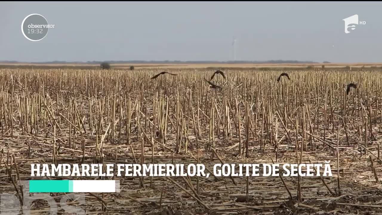 Seceta extremă a produs pagube semnificative agricultorilor