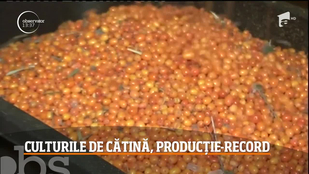 Culturile de cătină, producție-record
