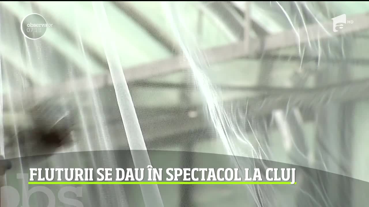 Expoziție plină de culoare la Cluj-Napoca. Unele dintre cele mai spectaculoase specii de fluturi pot fi admirate la Grădina Botanică a Universităţii Babeş-Boyai