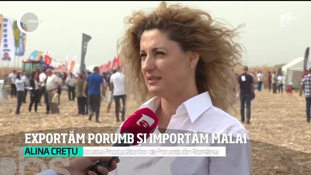 Avem cea mai mare cultură de porumb din UE, dar folosim mălai din import